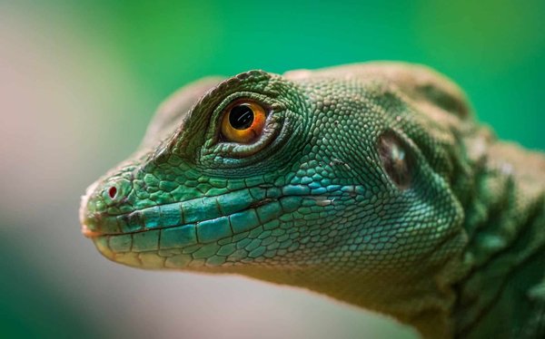 What Are the Signs of a Healthy Reptile?