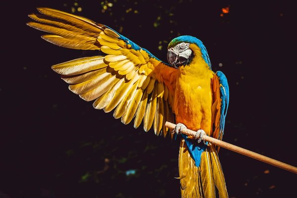 How to Train a Parrot to Stop Biting?